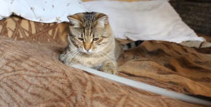 кот играет
